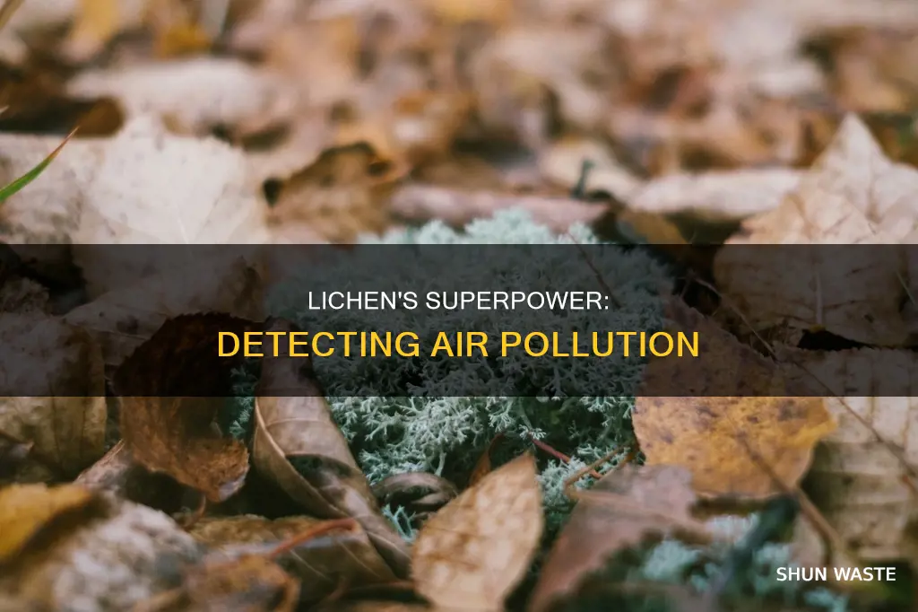 what pollutant gas are lichens particularly sensitive to