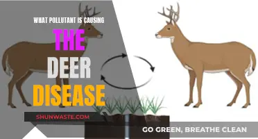 Unraveling the Mystery: A Deer Disease's Hidden Pollutant Culprit