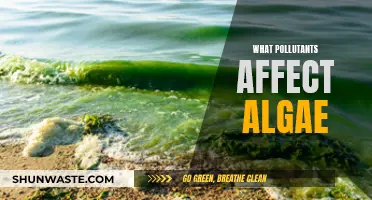 Algae's Adversaries: Unveiling Pollutants' Impact on Aquatic Life