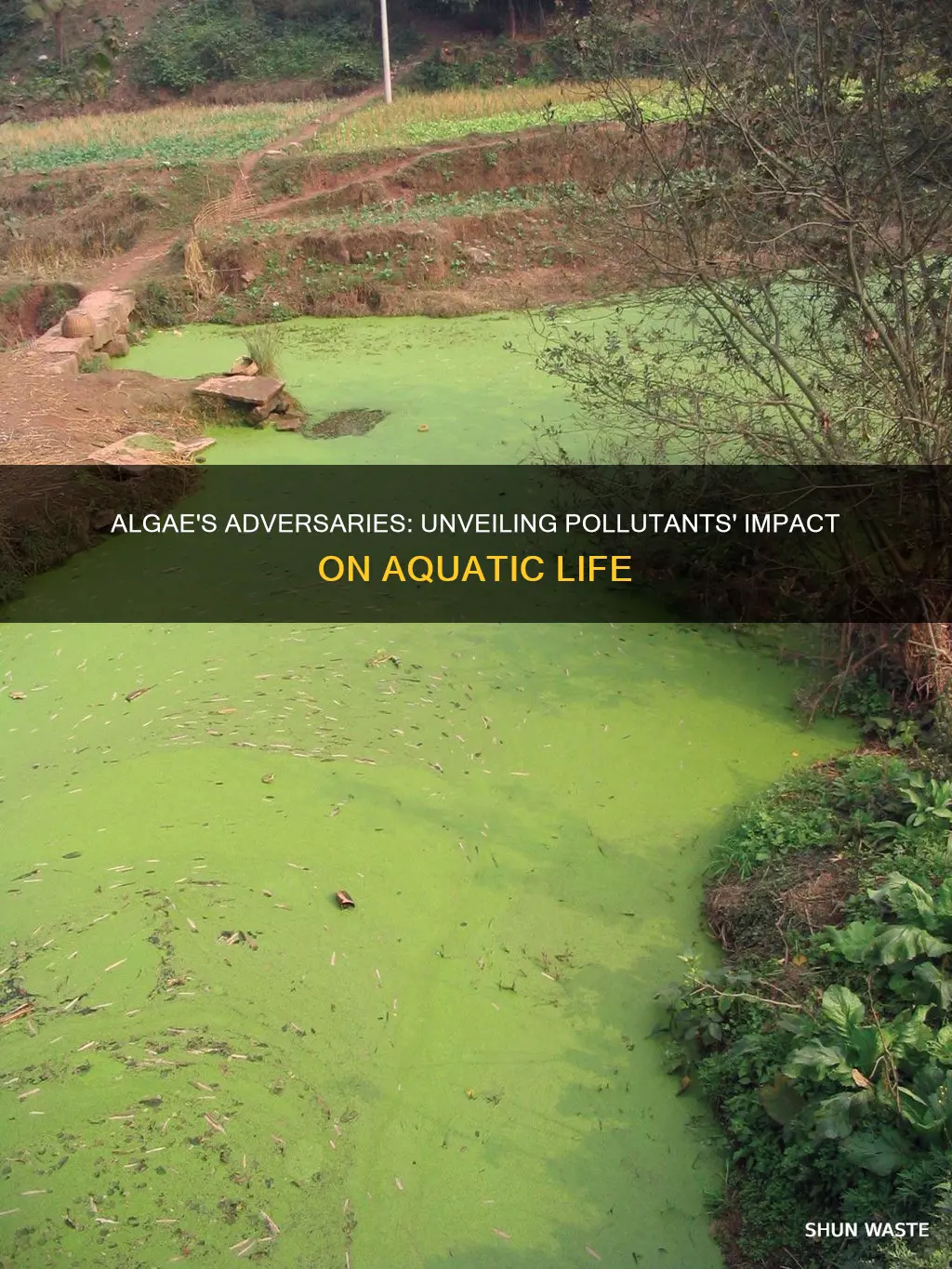 what pollutants affect algae