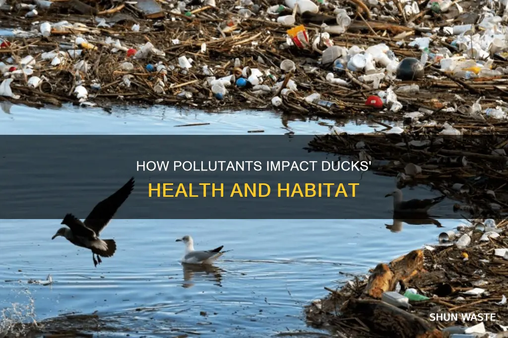 what pollutants affect ducks