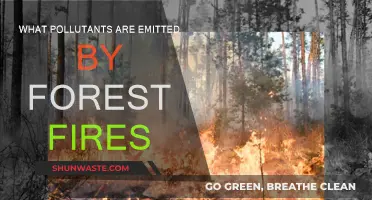 Forest Fires: Understanding the Pollutants and Their Impact