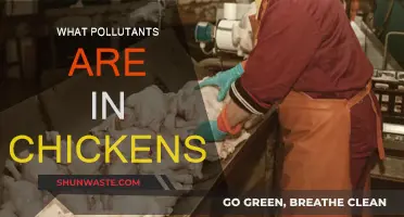 Chicken Contamination: What Pollutants Lurk in Your Meat?