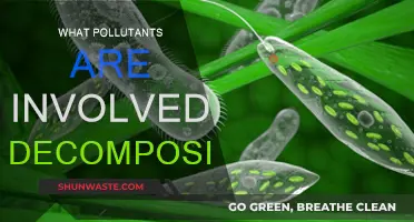 Air, Soil, and Water: Decomposition's Pollutants