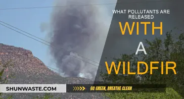 Wildfire Pollution: Understanding the Toxic Air We Breathe
