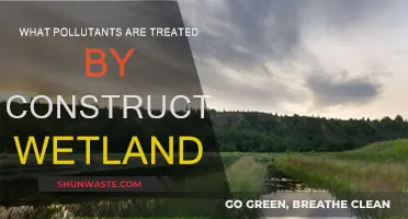 Constructed Wetlands: Nature's Way to Treat Pollutants