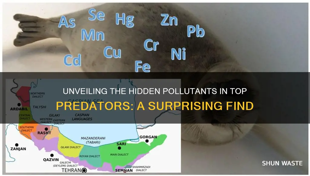 what pollutants can you find in predators