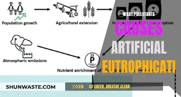 Unveiling the Hidden Pollutants: Causes of Artificial Eutrophication