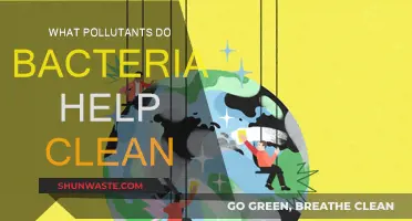 Bacteria: Nature's Cleaners of Pollutants