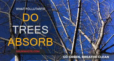 Trees: Absorbing Pollution, Saving Our Planet
