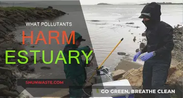 Estuaries: Pollutants and Their Harmful Effects