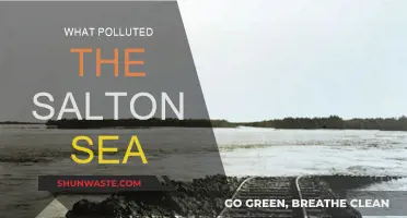 Salton Sea: Pollution's Impact on a Unique Ecosystem