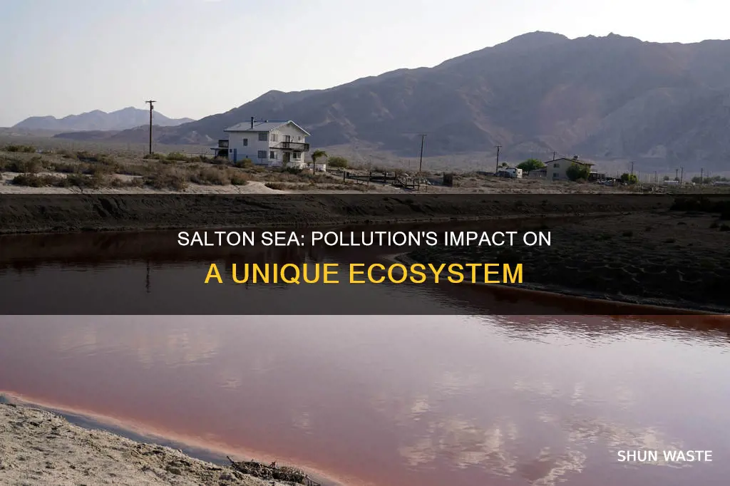 what polluted the salton sea
