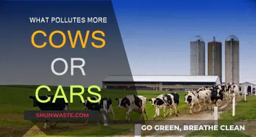 Cows vs Cars: Who's the Real Polluter?