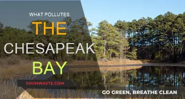 The Chesapeake Bay: A Polluted Paradise