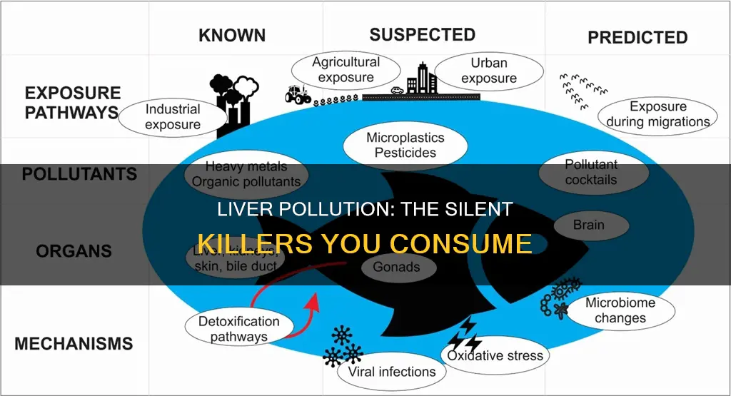 what pollutes the liver