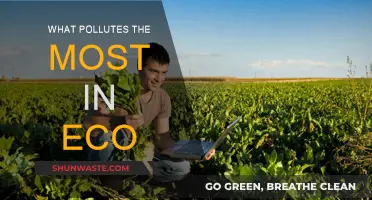Eco-Impact: What Pollutes the Most?