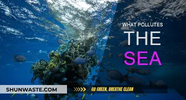 Human Impact: Polluting Our Oceans