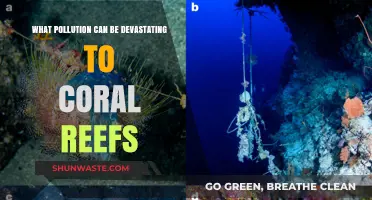 Coral Reefs: A Fragile Ecosystem Under Siege by Pollution