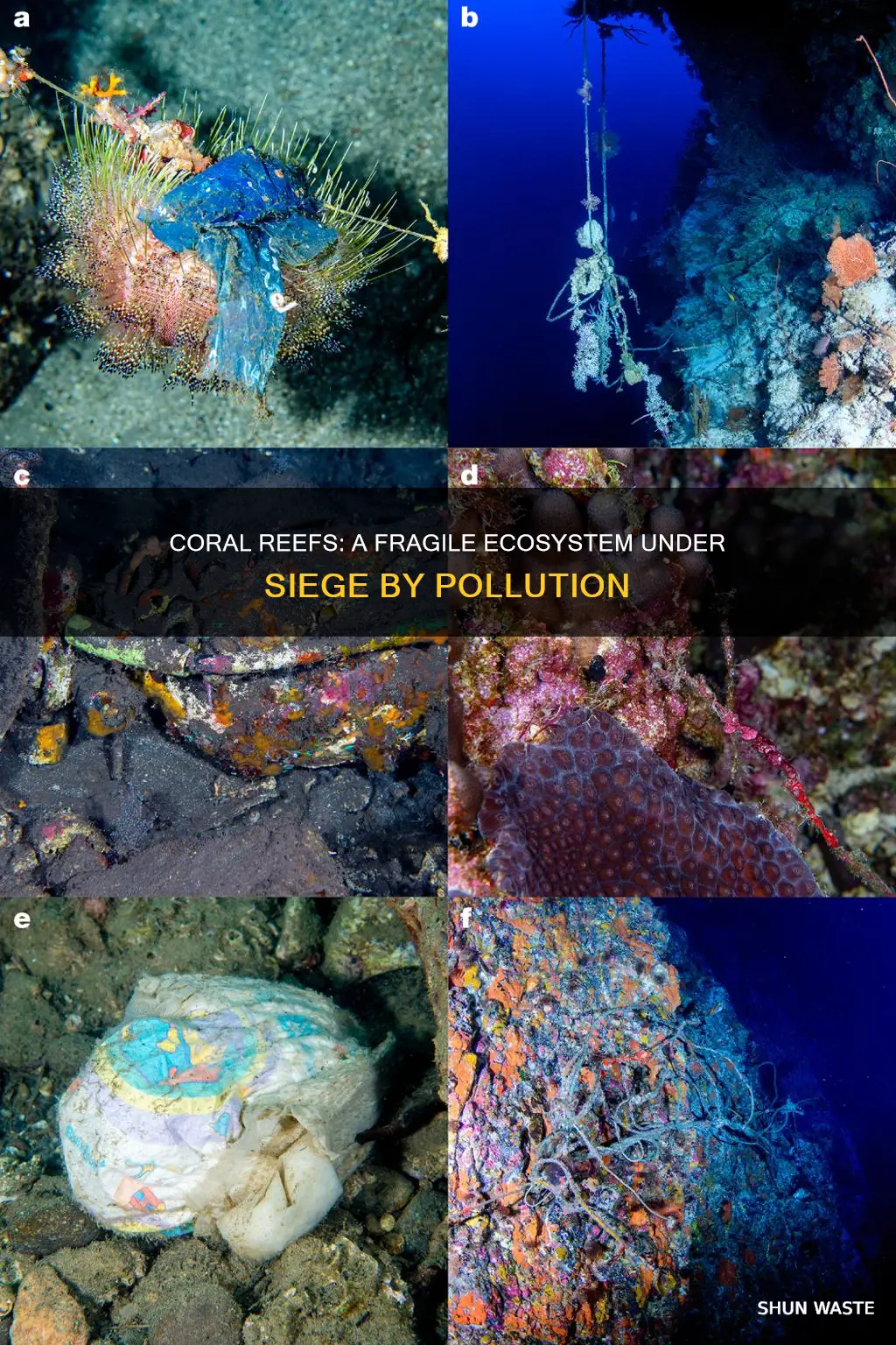 what pollution can be devastating to coral reefs