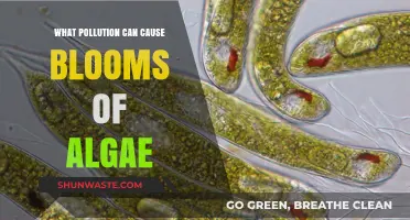 Unveiling the Alarming Impact: Pollution Fuels Algae Blooms