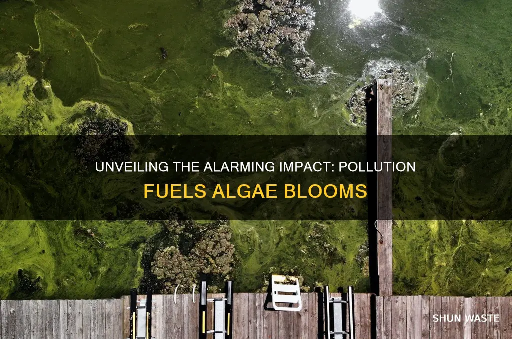 what pollution can cause blooms of algae