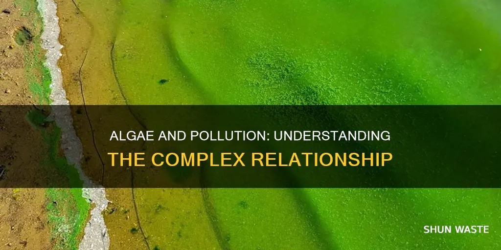 what pollution causes algae to grow