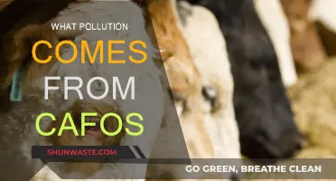 CAFOs' Pollution: Air, Water, and Soil at Risk