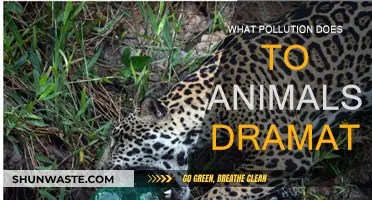 Pollution's Deadly Impact on Animals