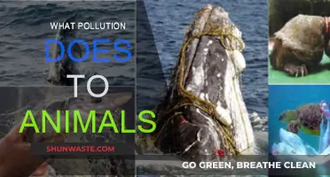 Pollution's Impact: Animals' Health and Habitat at Risk
