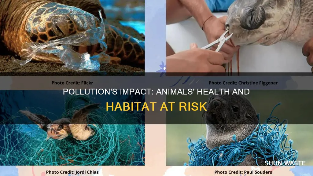 what pollution does to animals