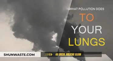 Air Pollution: Damaging Effects on Your Lungs