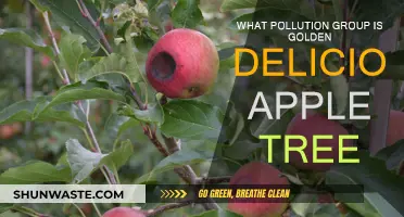 Golden Delicious Apple Tree: Pollution Group Insights