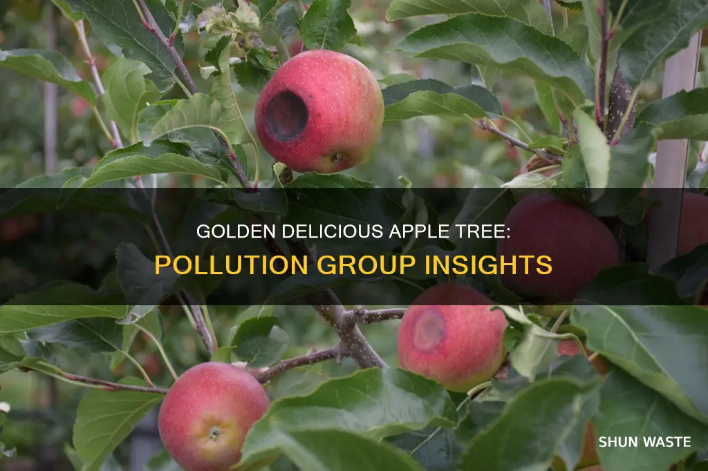 what pollution group is golden delicious apple tree