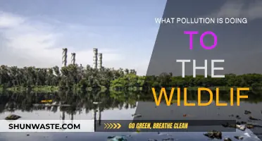 Wildlife's Plight: Pollution's Impact
