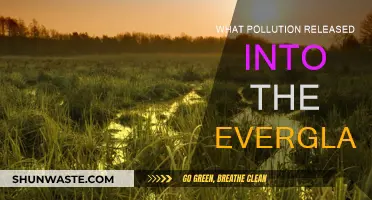 Everglades Pollution: Toxic Threats to the Ecosystem