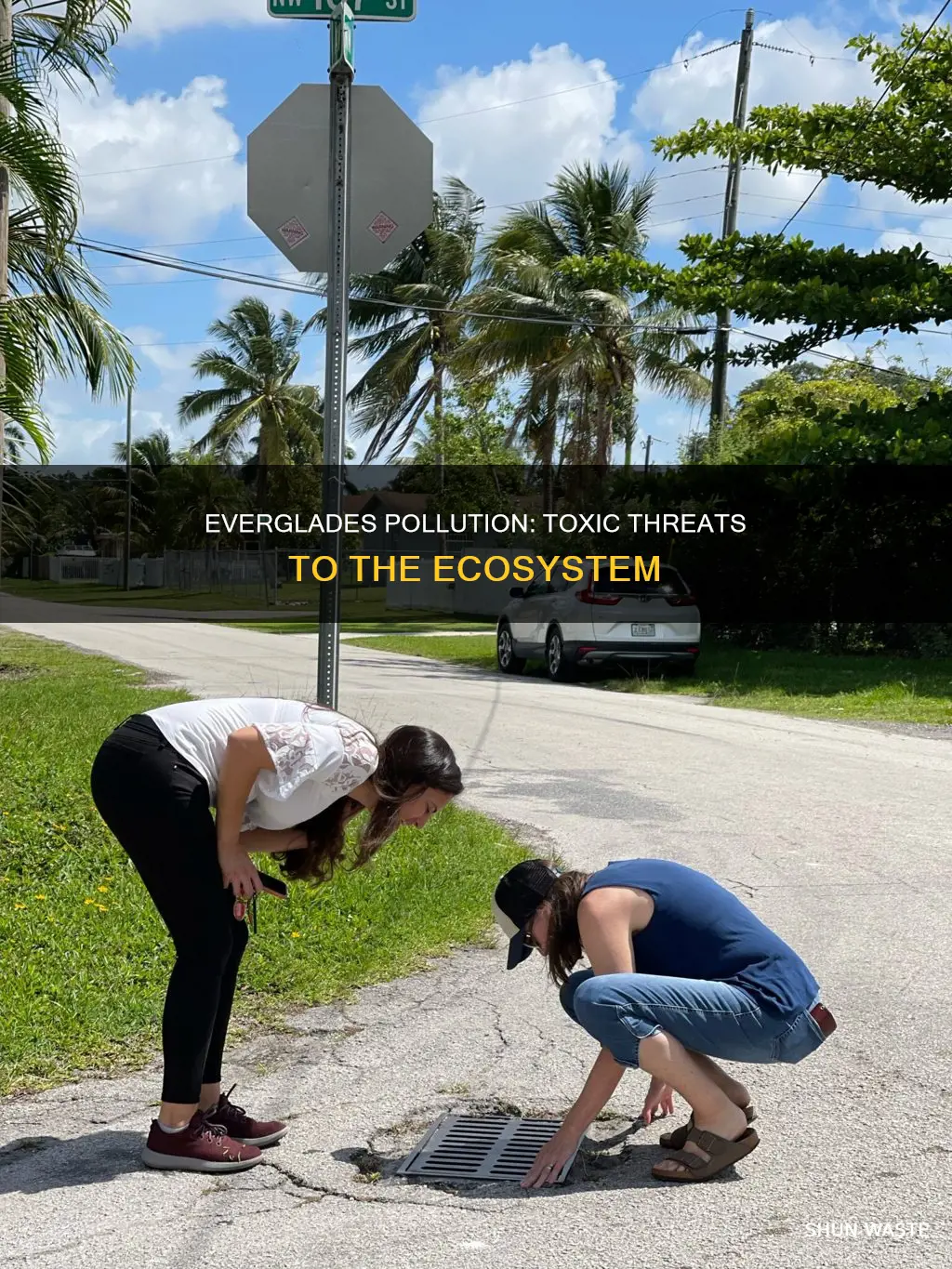 what pollution released into the everglades