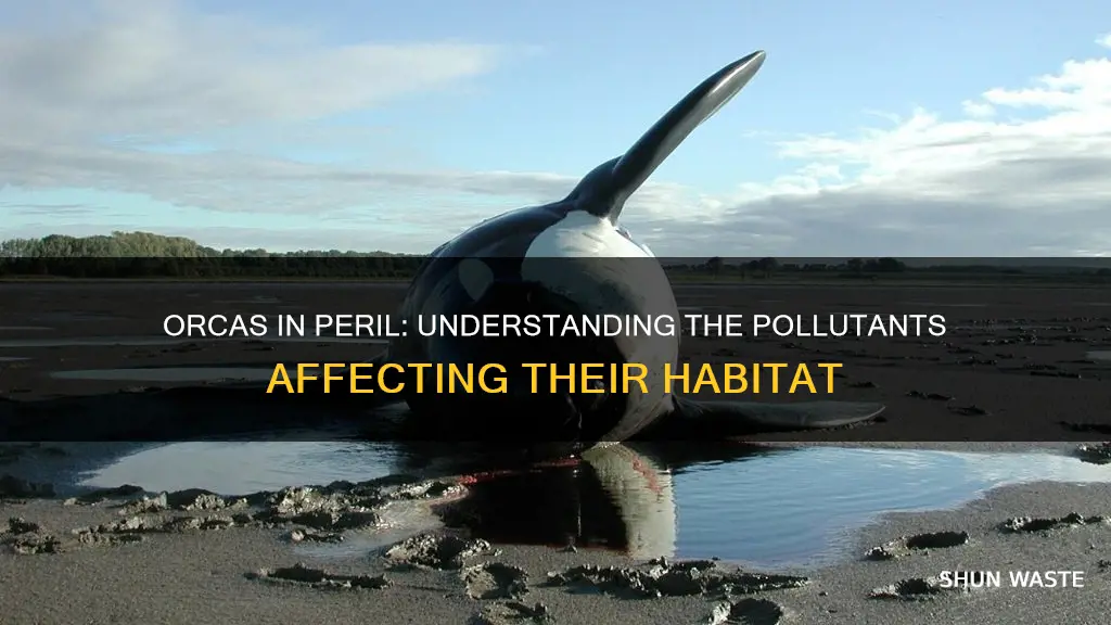 what pollutions are affecting orca whales