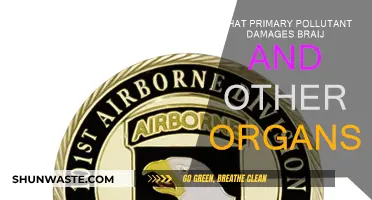 Brain and Organ Damage: Primary Pollutant Alert