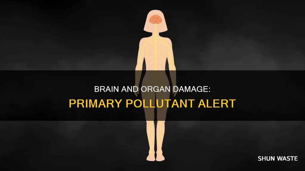 what primary pollutant damages braij and other organs