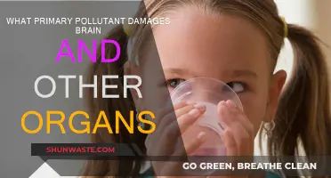 Brain and Organ Damage: The Primary Pollutant Culprit