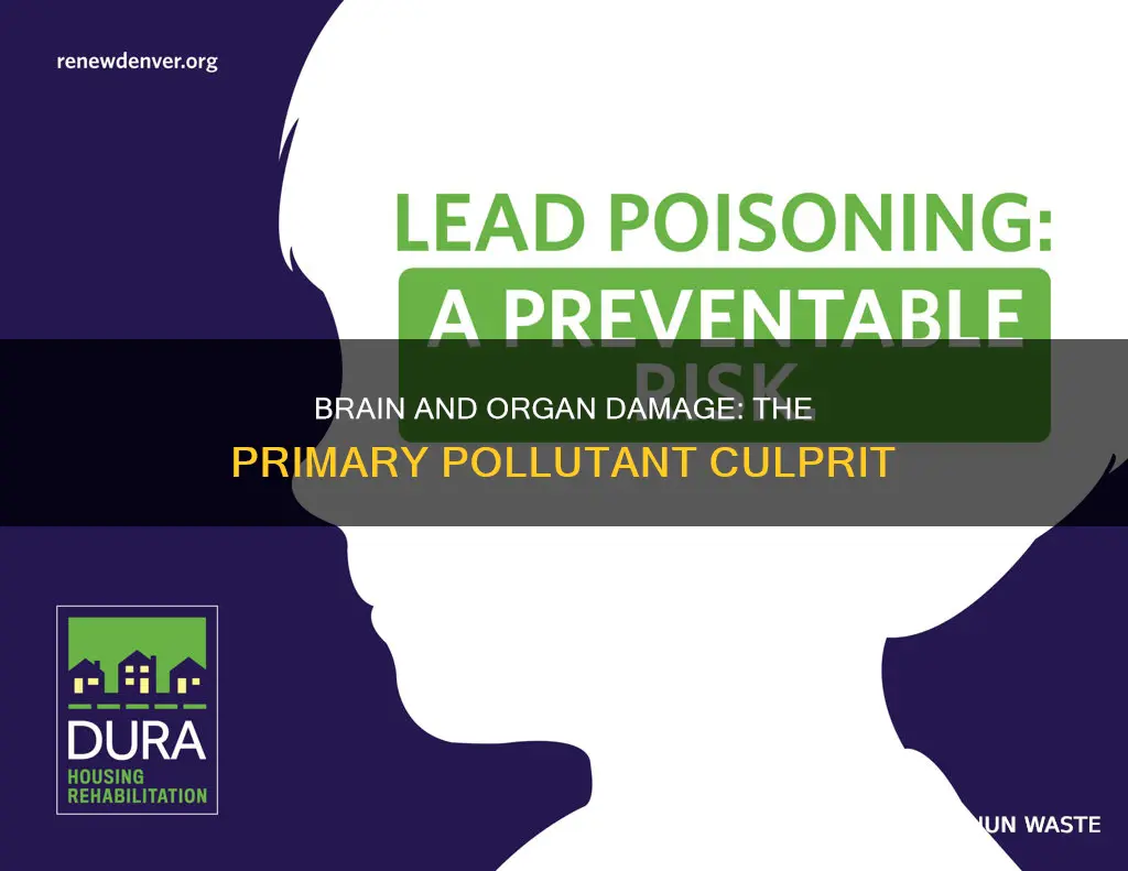 what primary pollutant damages brain and other organs