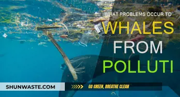 Whale Woes: Pollution's Impact on Marine Life