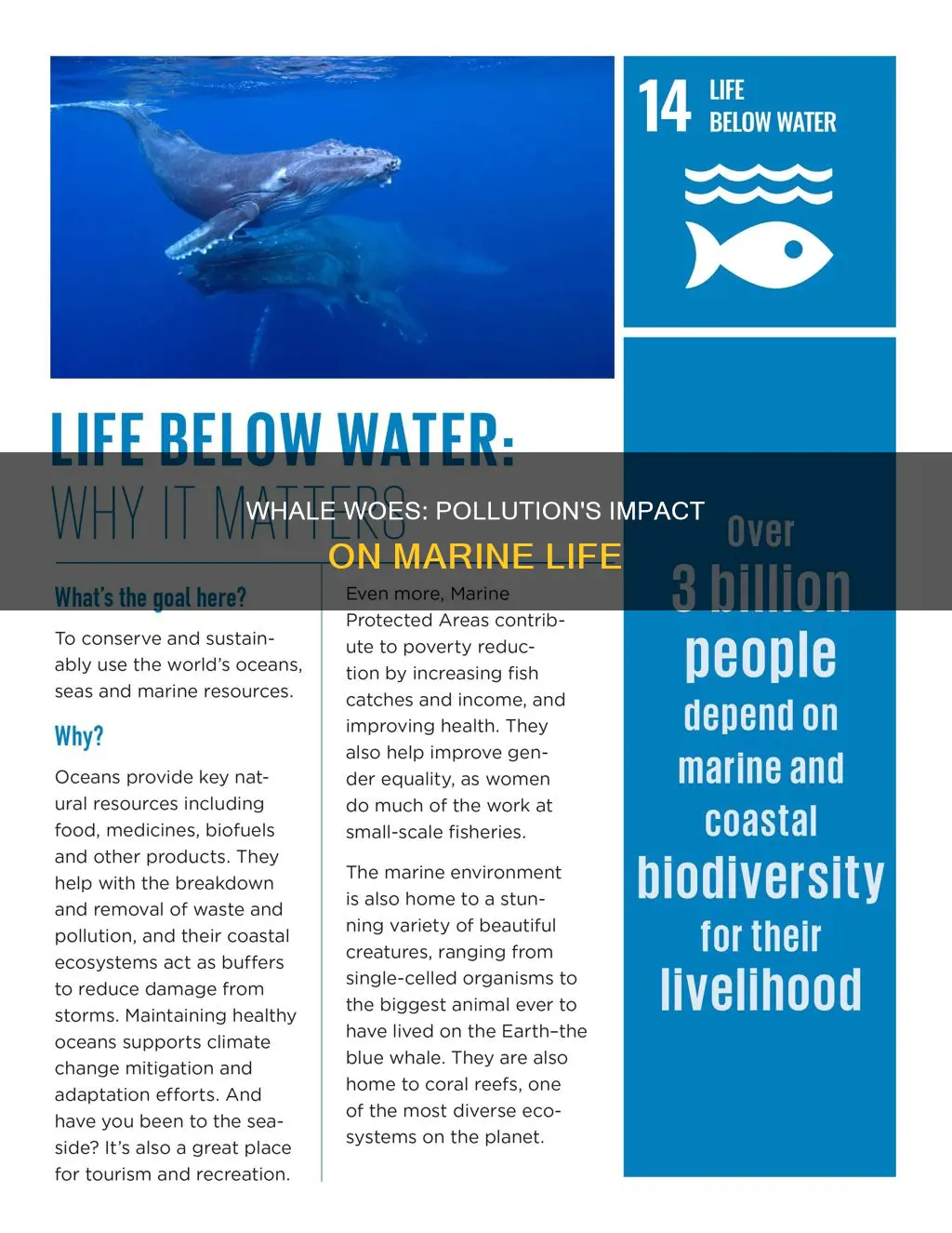 Whale Woes: Pollution's Impact On Marine Life | ShunWaste