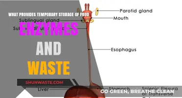 Exploring the Role of the Stomach in Digestive Health