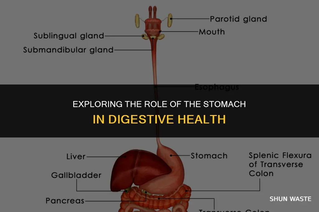 what provides temporary storage of food enzymes and waste