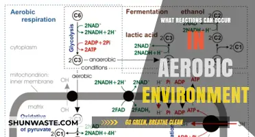 Aerobic Reactions: Exploring Oxygen-Driven Processes in Biological Environments