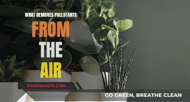 Plants: Nature's Air Purifiers