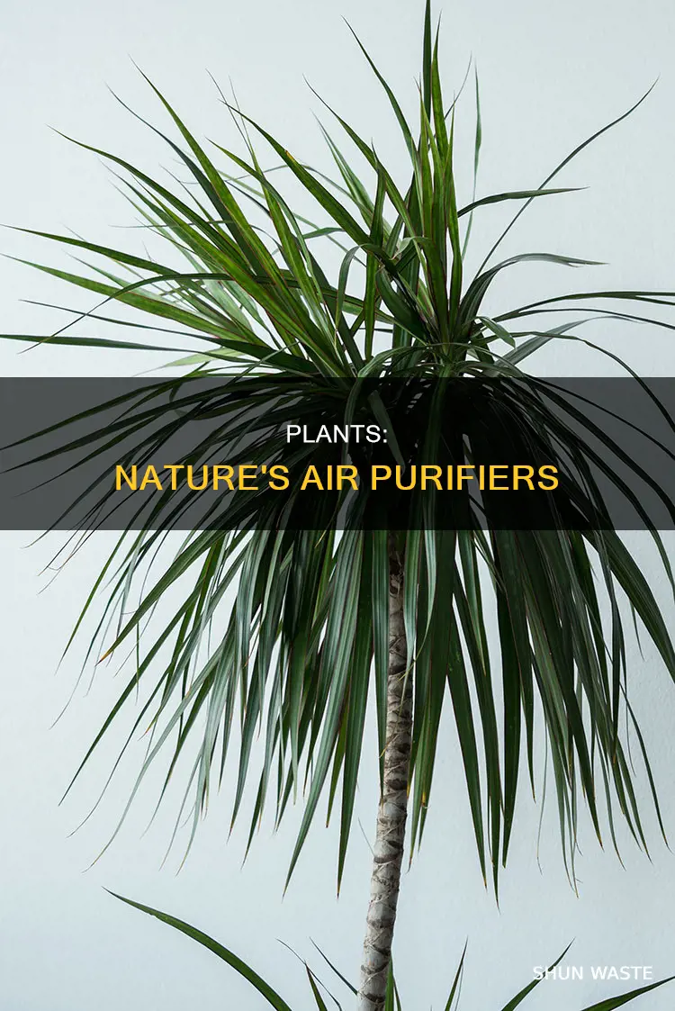 what removes pollutants from the air
