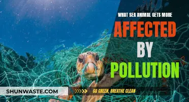 Sea Creatures: Pollution's Victims and Their Plight